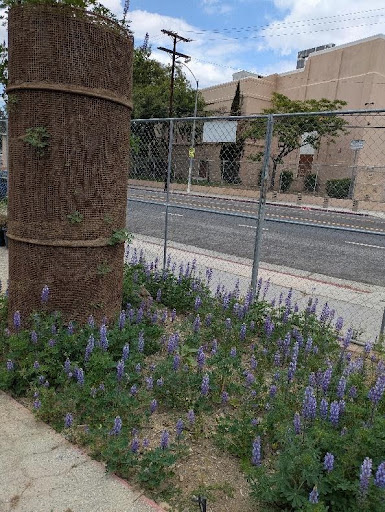 Flowers growing out of the sidewalk